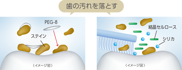 歯の汚れを落とす