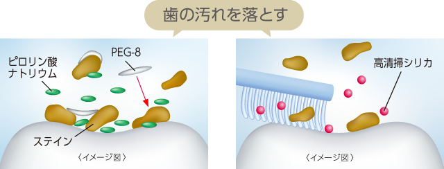 歯の汚れを落とす