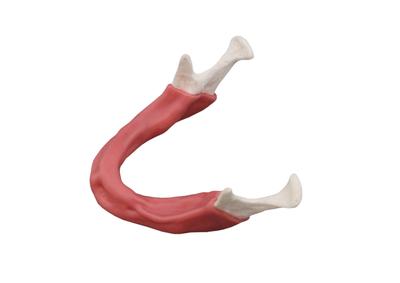 dentalmodel_driring2.jpg