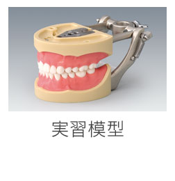 歯科用模型 -製品情報-